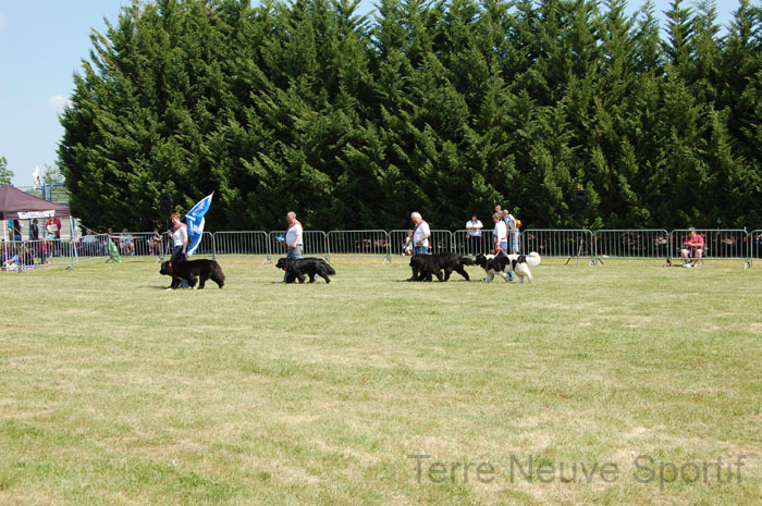 Newfoundland Club of Scotland 04